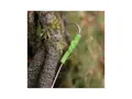 ZECK - gumová hadička - Treble Hook Tube 5-8mm