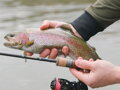 Delphin TROUTERA HardLure - 210cm/2-7g/2 diely