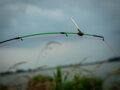 Držiak na chemického svetielko Giants Fishing Tip Rod Connector SML 5ks