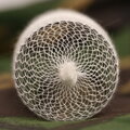Gardner PVA pančucha s tubusom Gardner Wide Micromesh, 7m, 35mm
