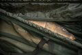 Vážiaci sak Wychwood Floating Weigh Sling