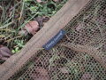Podberák Giants Fishing Carp Net Gaube 42