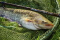 Giants Fishing Prút Gaube Medium Method Feeder 12ft 40-90g