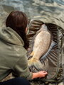 Podložka Giants Fishing Senso Zip Mat